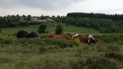 Gîte et Ferme Equestre de Montcodiol Delphine Gourbière à Saint-Anthème