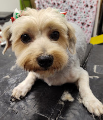 Dog Days Delight - Photo 3 - Car repair in Cape Coral, FL, Cape Coral