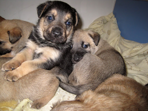Sanidad Veterinaria en San Martín de la Vega