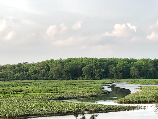 Nature Preserve «Maurice River Bluffs Preserve», reviews and photos, Silver Run Rd, Millville, NJ 08332, USA