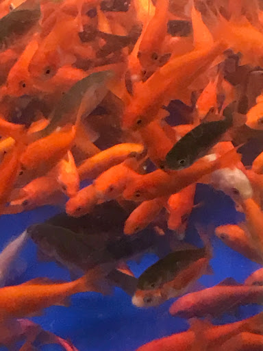 Pet Supply Store «Petco Animal Supplies», reviews and photos, 175 Grandview Blvd #600, Madison, MS 39110, USA