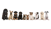 The Puppy Store Henderson - Photo 3 - Car repair in Henderson, NV, Henderson