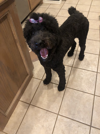 Pet Supply Store «Petco Animal Supplies», reviews and photos, 12444 NW 10th St #301, Yukon, OK 73099, USA