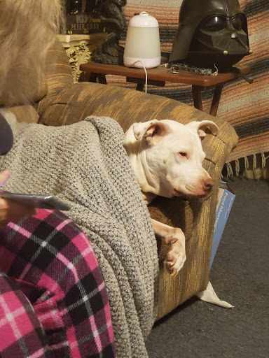 Pine Street: Jennan Sara F DVM image