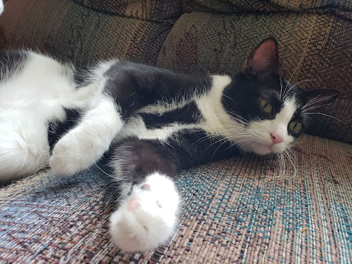 Pet Supply Store «PetSmart», reviews and photos, 1550 Butterfield Rd, Downers Grove, IL 60515, USA