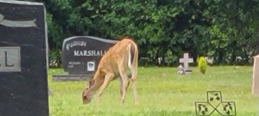 Florist «Thrifty Florist», reviews and photos, 26989 Woodward Ave, Huntington Woods, MI 48070, USA