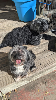 Oakland Hills Pet Care 