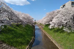 Cherry Trees on the Saho River image