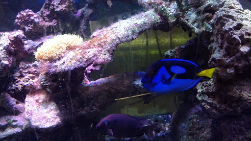 Tropical Fish Store «Waterbury Aquarium», reviews and photos, 406 Watertown Ave, Waterbury, CT 06708, USA