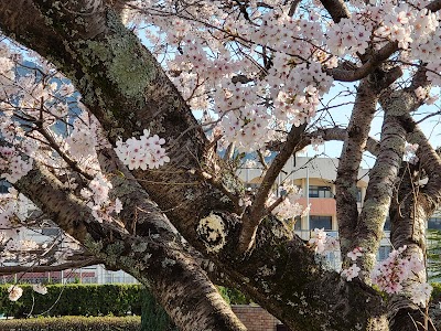広島市立広島中等教育学校