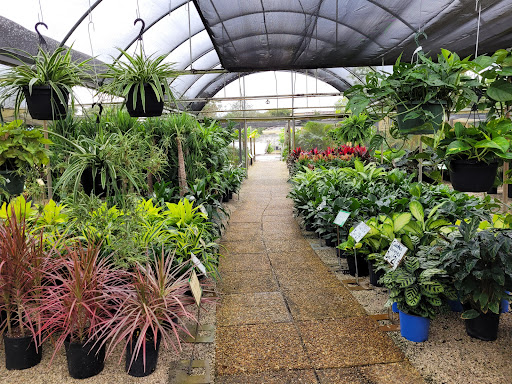 Wholesale Plant Nursery «Galloway Farm Nursery Inc.», reviews and photos, 7790 SW 87th Ave, Miami, FL 33173, USA