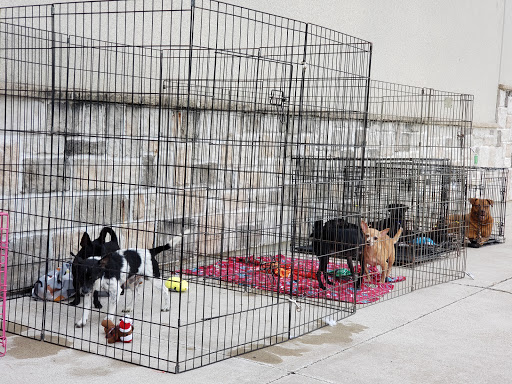 Pet Supply Store «PetSmart», reviews and photos, 2317 W Lincoln St, Harlingen, TX 78552, USA