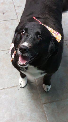 Pet Groomer «Barking Beauties pet Boutique», reviews and photos, 112 E 2nd St S, Newton, IA 50208, USA