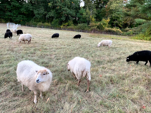 Monument «Minute Man Statue», reviews and photos, Monument St, Concord, MA 01742, USA
