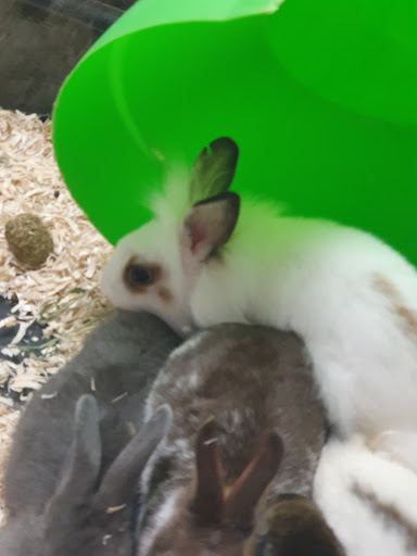 Pet Store «Pet Land», reviews and photos, 1450 Fort Campbell Blvd, Clarksville, TN 37042, USA