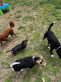 Dapper Dog Boarding - Photo 5 - Car repair in Harrison, TN, Chattanooga