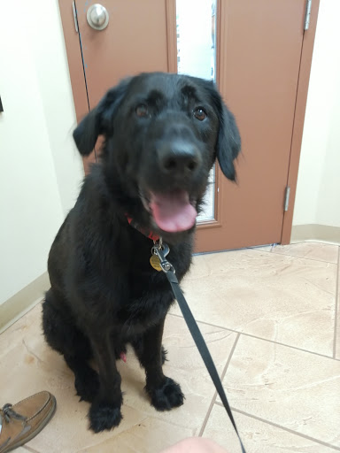 Golf Links Veterinary Hospital image