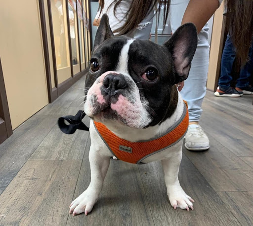 Pet Store «Petland of Plantation», reviews and photos, 801 S University Dr, Plantation, FL 33324, USA