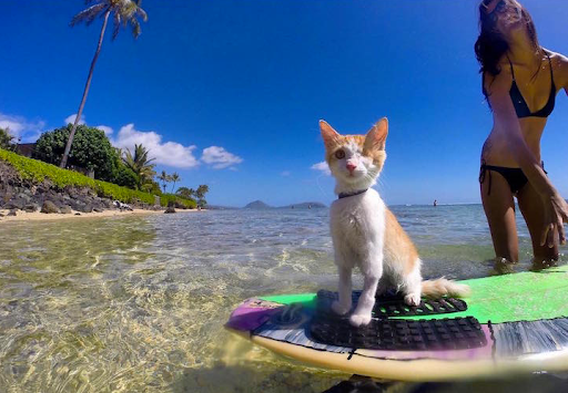 Gift Shop «Alki Surf Shop», reviews and photos, 2622 Alki Ave SW, Seattle, WA 98116, USA