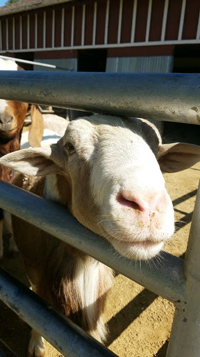 Park «Montebello Barnyard Zoo», reviews and photos, 600 Rea Dr, Montebello, CA 90640, USA