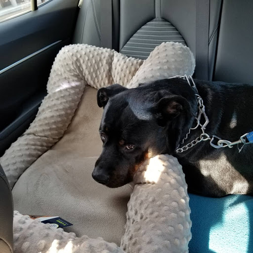 Pet Supply Store «Pet Supplies Plus», reviews and photos, 494 Westgate Dr, Brockton, MA 02301, USA