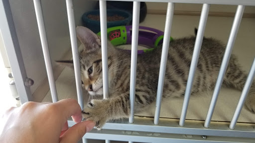 Pet Store «V.I. Pets», reviews and photos, 11975 E Lakewood Blvd, Holland, MI 49424, USA