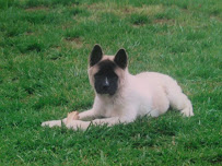 Happy Tails - Pet Care - Photo 8 - Car repair in , Panama City