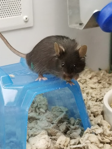 Pet Supply Store «Petco Animal Supplies», reviews and photos, 2621 MacArthur Rd, Whitehall, PA 18052, USA