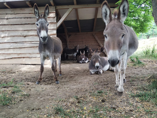 Donkey Tours Hungary | csacsi túra, szamár túra