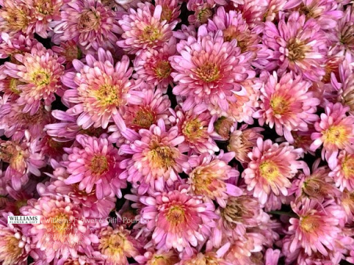 Florist «Flowers To Go», reviews and photos, 19045 WA-305, Poulsbo, WA 98370, USA