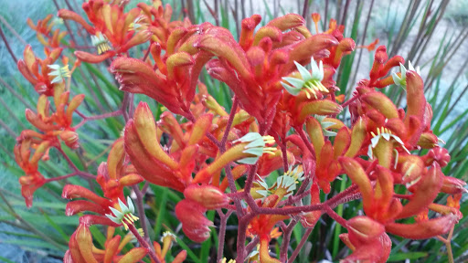 Park «Don Knabe Community Regional Park», reviews and photos, 19700 Bloomfield Ave, Cerritos, CA 90703, USA