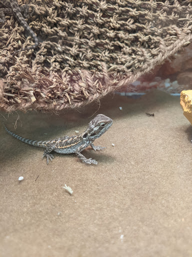 Pet Supply Store «Petsense El Dorado», reviews and photos, 2620 N West Ave, El Dorado, AR 71730, USA