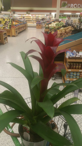 Supermarket «Publix Super Market at Village at Glynn Place», reviews and photos, 171 Village At Glynn Pl Ste 100, Brunswick, GA 31525, USA