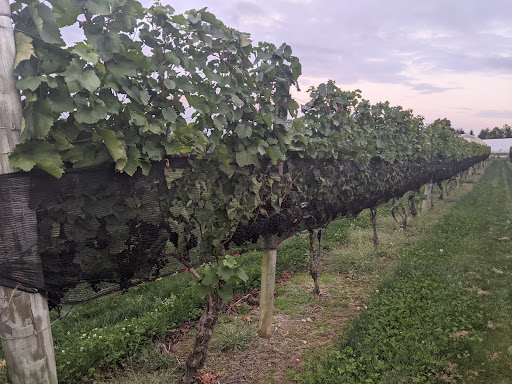 Winery «Beneduce Vineyards», reviews and photos, 1 Jeremiah Ln, Pittstown, NJ 08867, USA