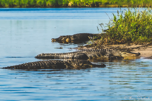 Seafood Restaurant «Lone Cabbage Fish Camp», reviews and photos, 8199 W King St, Cocoa, FL 32926, USA