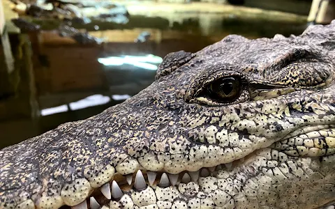 Crocodiles of the World image