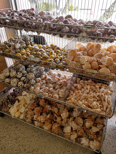 Gift Shop «Big Shark», reviews and photos, 2715 N Atlantic Ave, Daytona Beach, FL 32118, USA