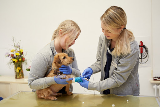 Tierärztliche Praxis für Kleintiere Dr. med. vet. Jasmin Böddeker unter Wildeshausen, Niedersachsen