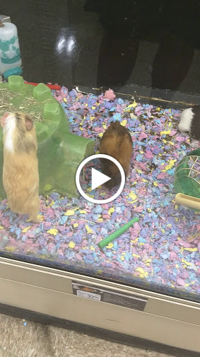 Pet Supply Store «PetSmart», reviews and photos, 1819 NE Pine Island Rd, Cape Coral, FL 33909, USA