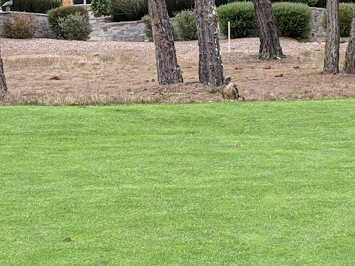 Golf Course «Poppy Hills Golf Course», reviews and photos, 3200 Lopez Rd, Pebble Beach, CA 93953, USA