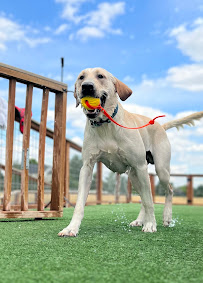 The Housewolf Pack - Photo 2 - Car repair in Erie, CO, Boulder