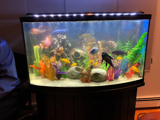 Aqua Spaces - Aquarium Maintenance