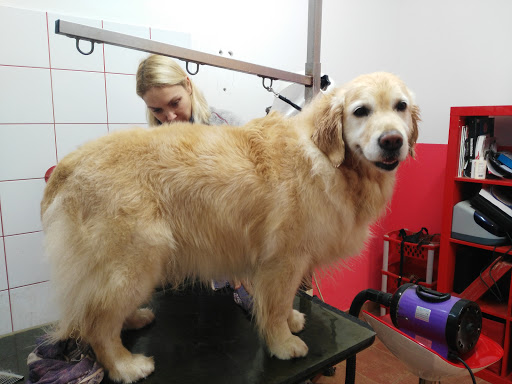 Pensioni per cani e dog hotel a Canis Majoris Srl