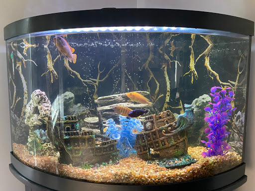 Pet Supply Store «Tropical World Pets», reviews and photos, 8444 Watson Rd, Webster Groves, MO 63119, USA