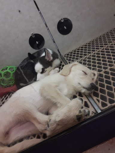 Pet Store «Pet City Pet Shops», reviews and photos, 750 Citadel Dr N # 2092, Colorado Springs, CO 80909, USA