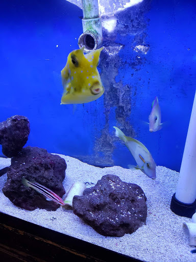 Pet Store «Pet Connection», reviews and photos, 29551 Five Mile Road, Livonia, MI 48154, USA