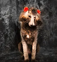 Say Chi's Photography & Studio - Car repair in Tuscaloosa, AL, Tuscaloosa - Rated 5.0/5