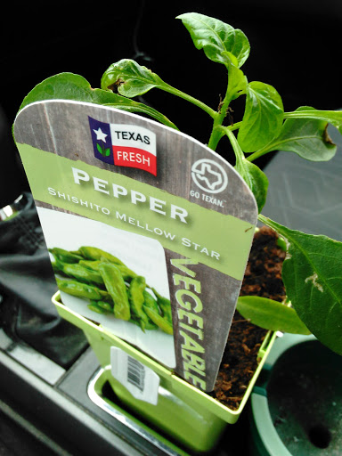 Grocery Store «H-E-B Grocery», reviews and photos, 107 N Sunset Strip St, Kenedy, TX 78119, USA