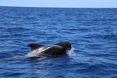 Atlantic Eco Experience