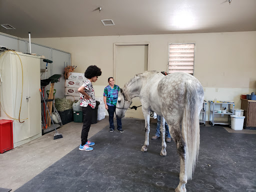 Comstock Equine Hospital